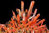 Bright Orange Crocoite Crystal Cluster - Tasmania #171687-1